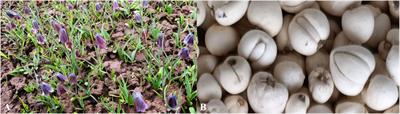 Botanical characterization, phytochemistry, biosynthesis, pharmacology clinical application, and breeding techniques of the Chinese herbal medicine Fritillaria unibracteata